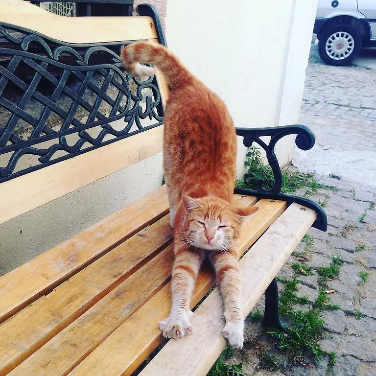 마카롱 코나기, 아이발릭 호텔 Ayvalı